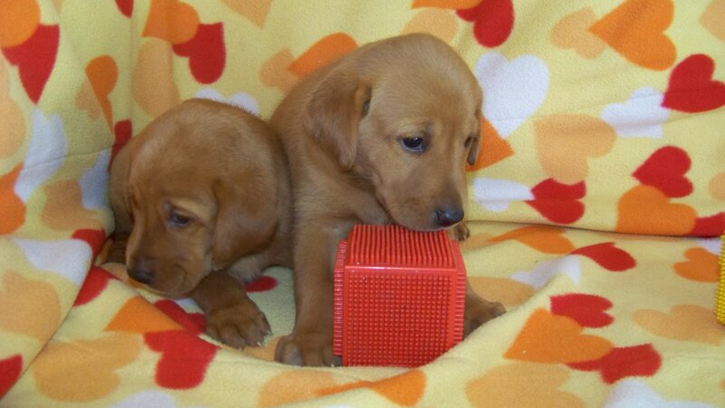 Two Brown Puppies — Yellow