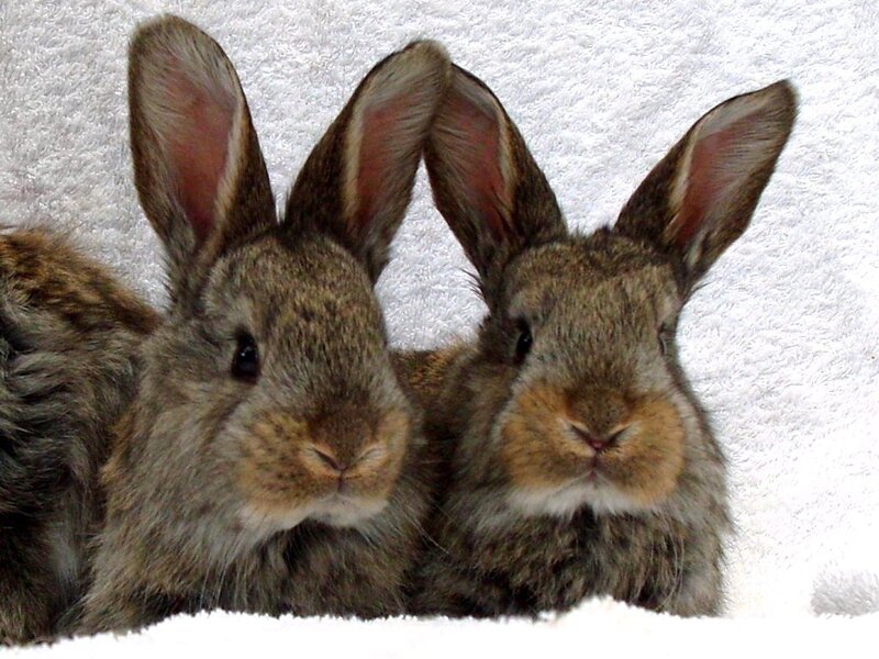 two brown rabbits on a towel