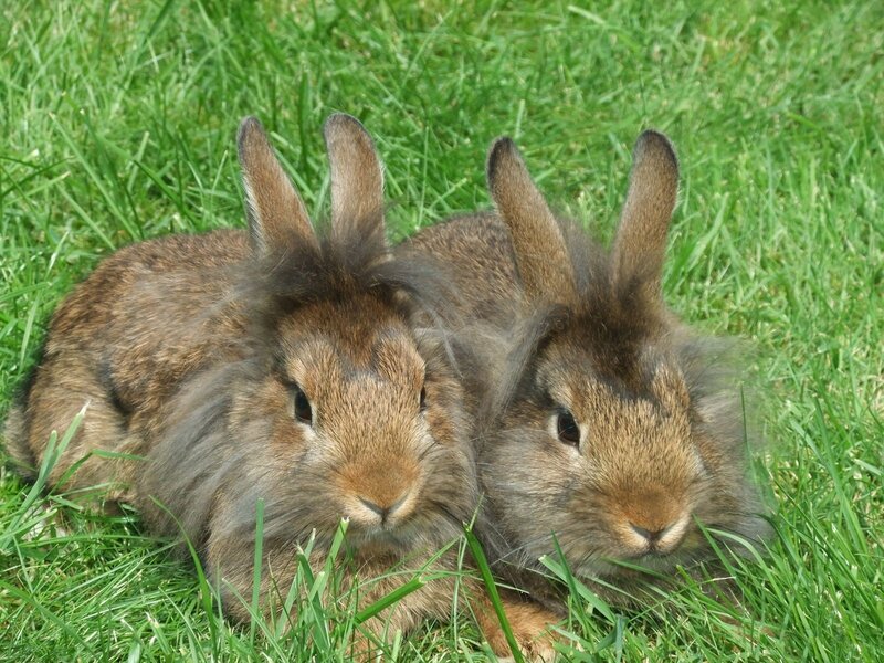 Two Brown Rabbits