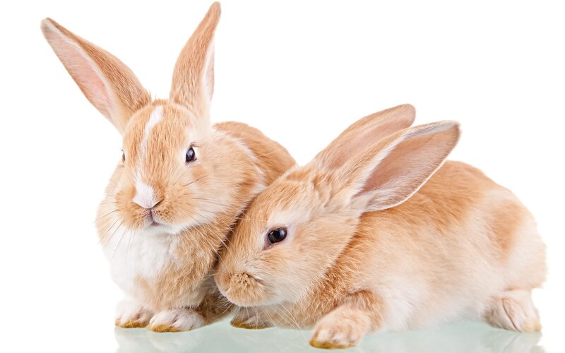 two brown rabbits together