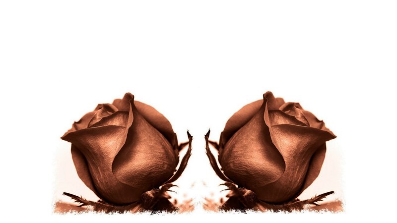 two brown roses in mirror image