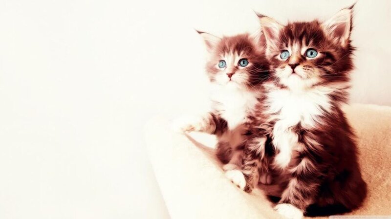 Two Brown Tabby Kittens — Innocent