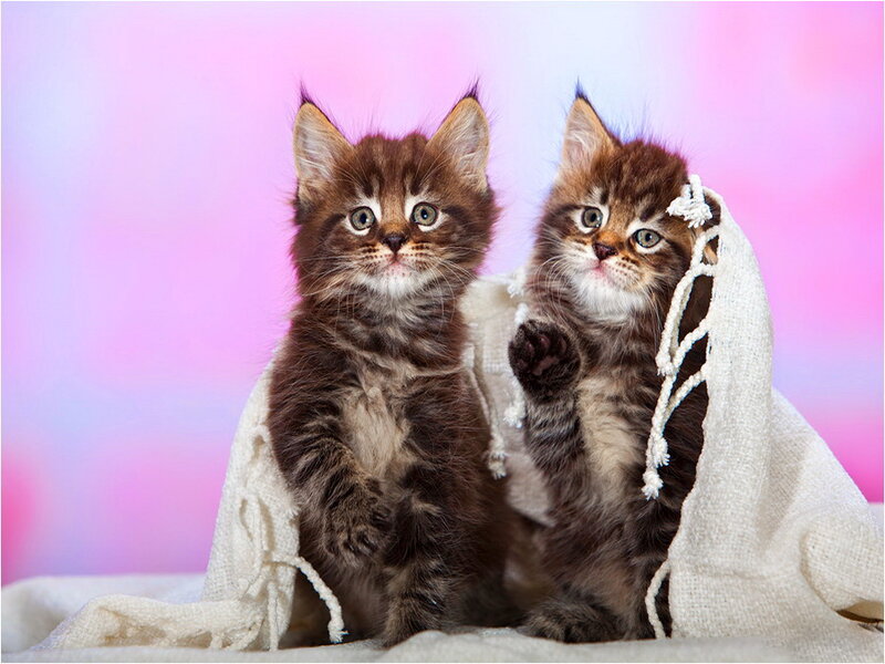 Two Brown Tabby Kittens