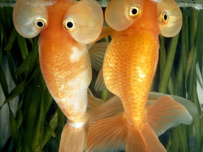 two bubble-eye goldfish