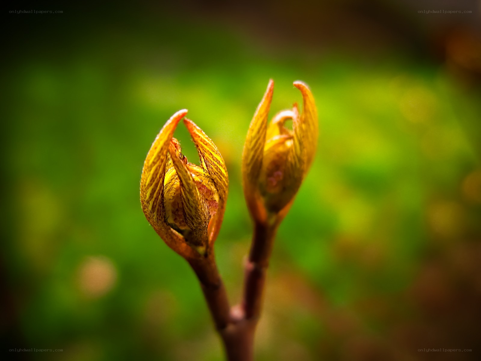 Two budding leaves in spring