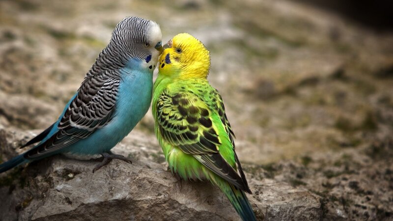 Two Budgerigars — Blue, Calm, Photograph, Birds, Rock