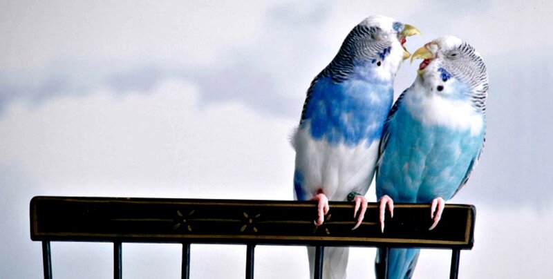Two Budgerigars — Blue, Calm, Photograph, Birds