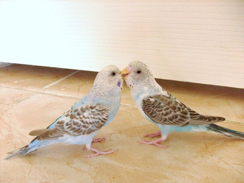 Two Budgerigars — Blue, Calm, Photograph, Floor