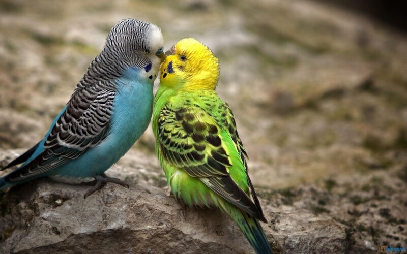 Two Budgerigars — Blue, Calm