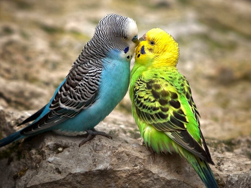 Two Budgerigars — Blue