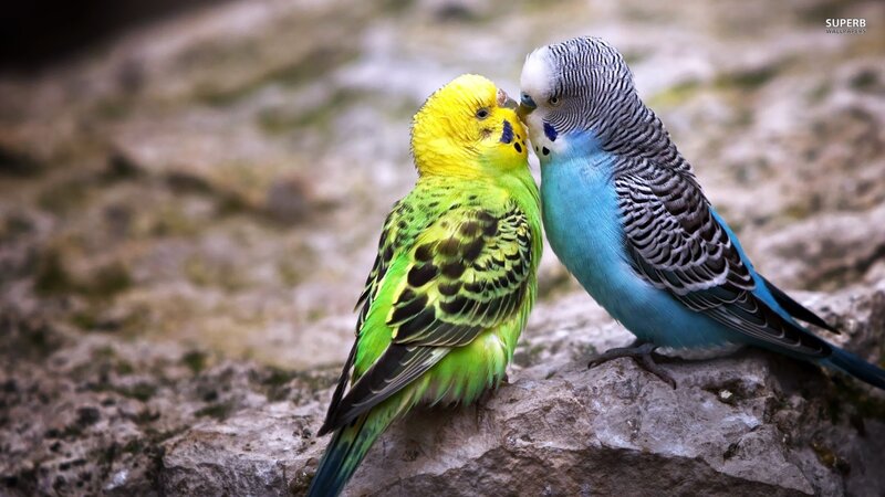 Two Budgerigars — Green, Calm, Photograph, Birds
