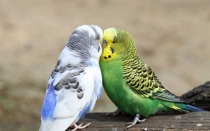Two Budgerigars — Green, Calm, Photograph