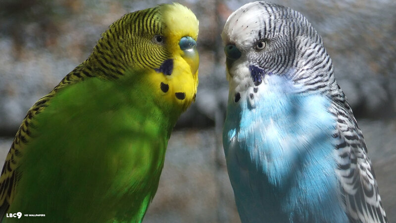 Two Budgerigars — Green, Calm