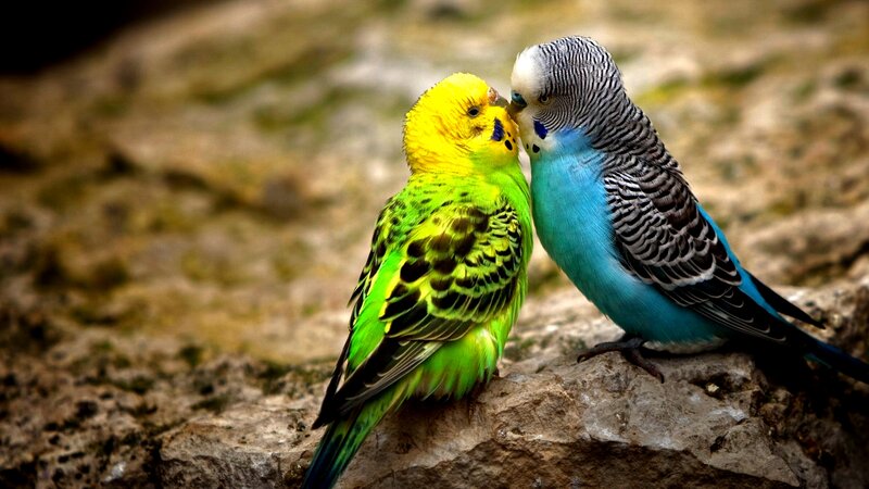 Two Budgerigars — Green