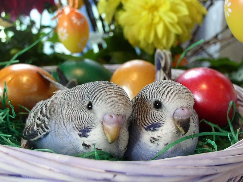 Two budgerigars in a basket