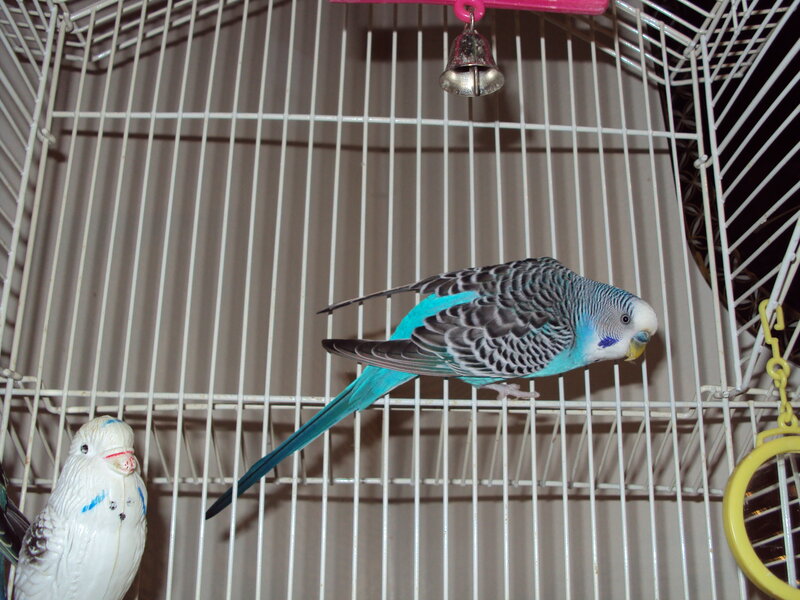 Two budgerigars in a cage
