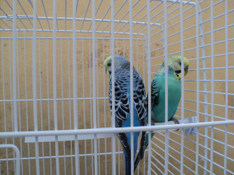 Two Budgerigars in Cage — Blue