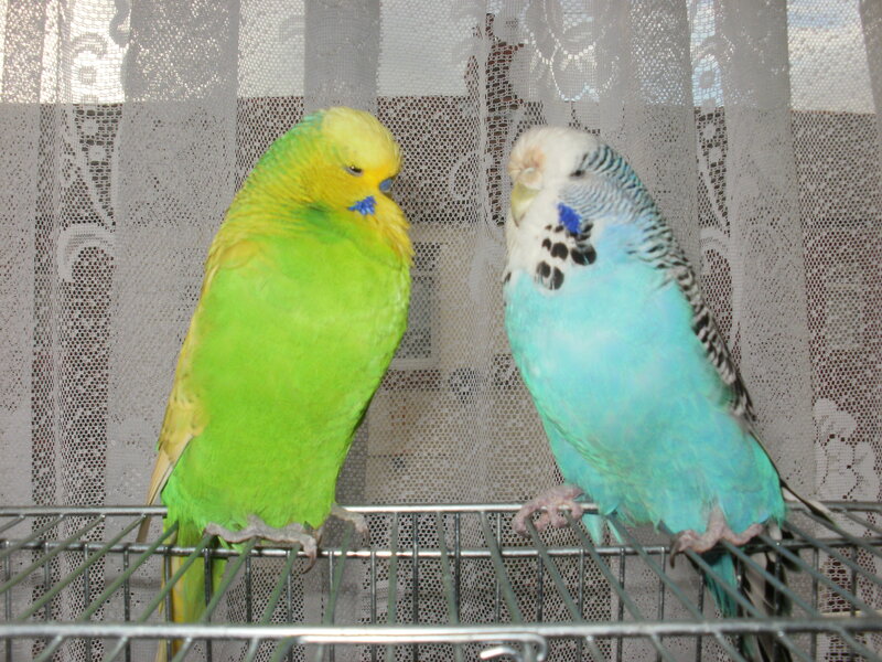 Two Budgerigars in Cage — Green, Calm