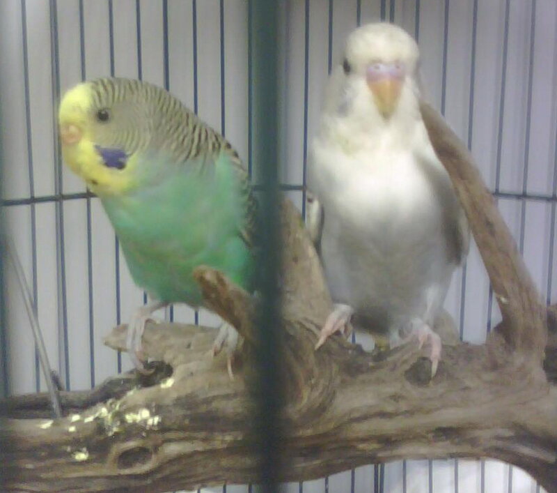 Two Budgerigars in Cage — Green