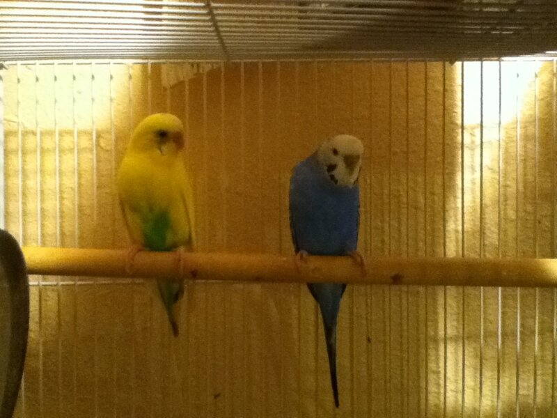 Two Budgerigars in Cage