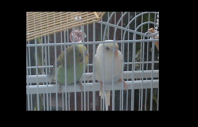 Two Budgerigars in Cage — White, Calm