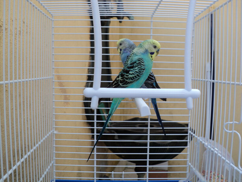 Two Budgerigars in Cage — White