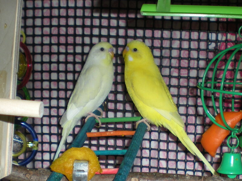 Two Budgerigars in Cage — Yellow