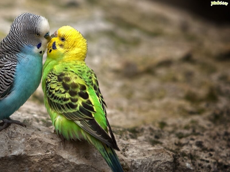 two budgerigars interacting