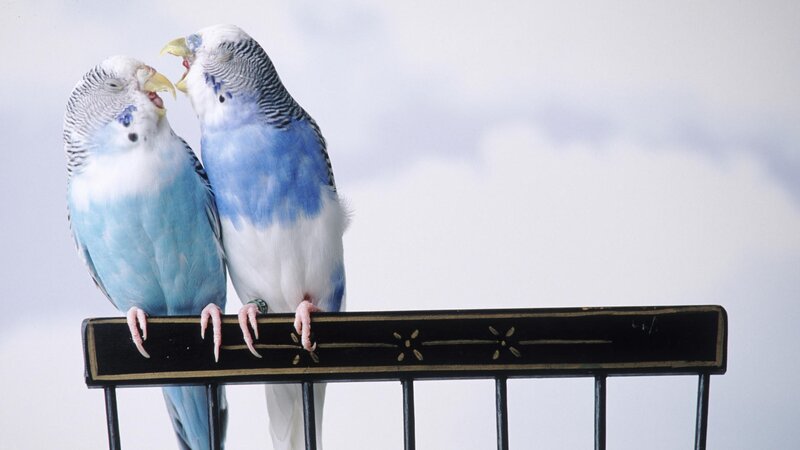 Two budgerigars interacting