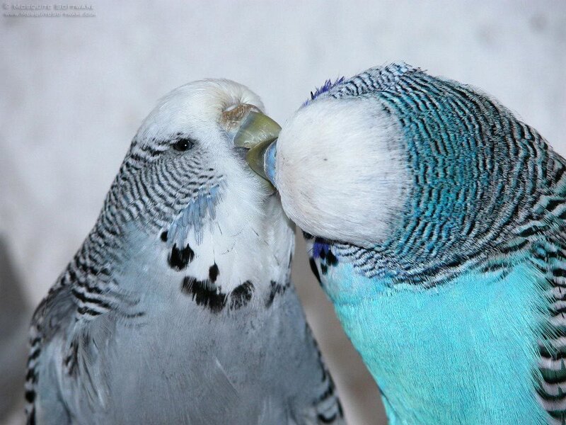 Two Budgerigars Kissing — Blue