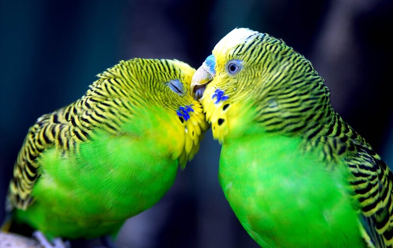 Two Budgerigars Kissing — Green, Intimate, Photograph