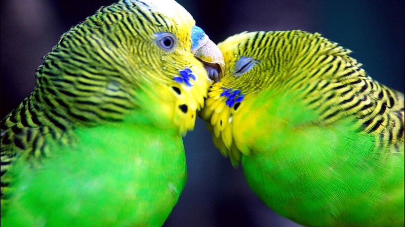 Two Budgerigars Kissing — Green, Intimate
