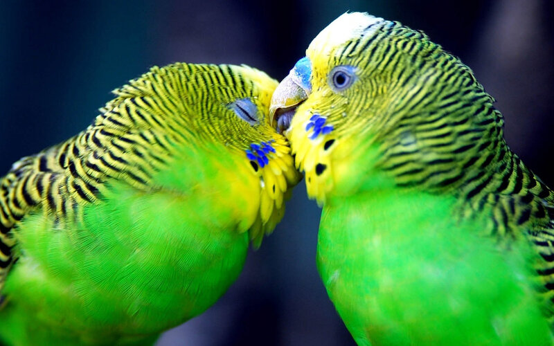 Two Budgerigars Kissing — Green