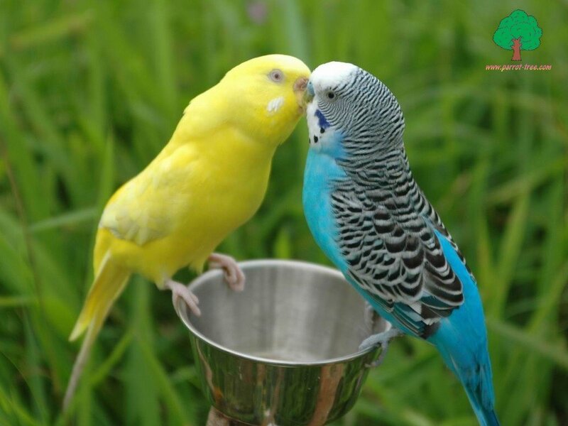 Two Budgerigars Kissing