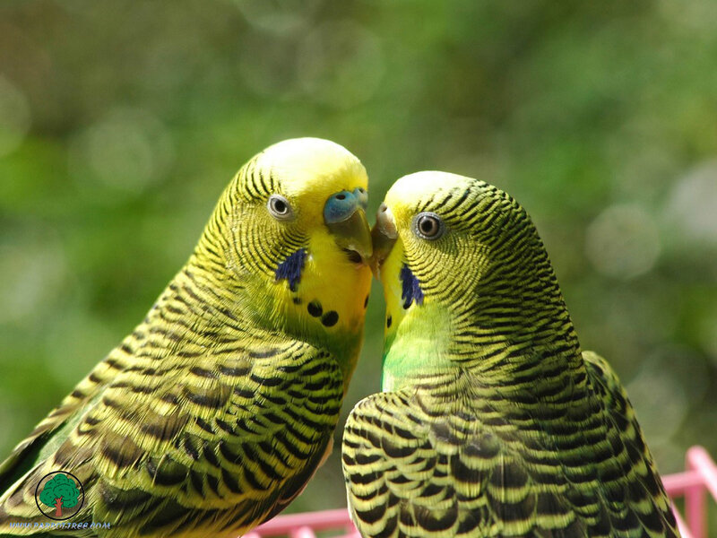 Two Budgerigars Kissing — Yellow