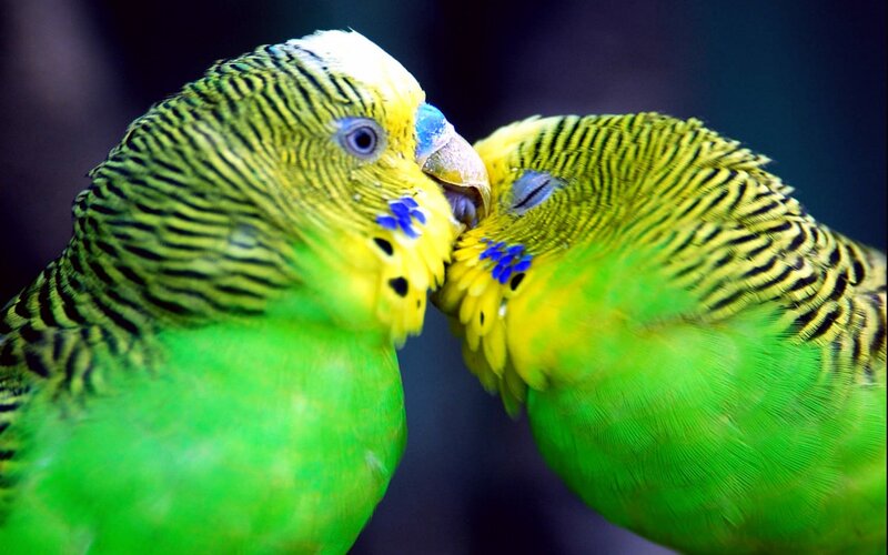 Two budgerigars nuzzling