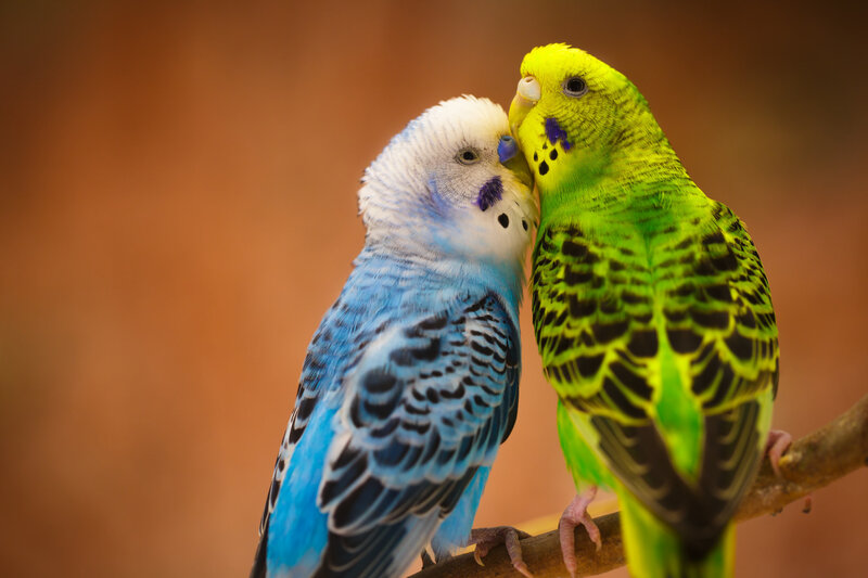 Two budgerigars nuzzling