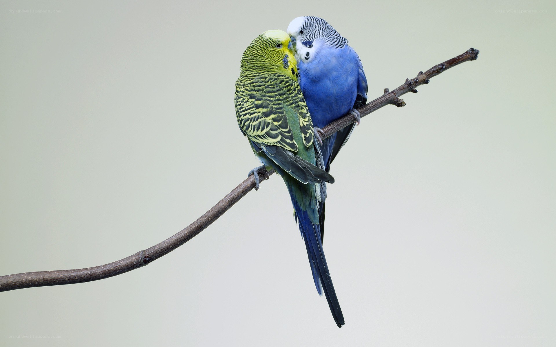 two budgerigars on a branch
