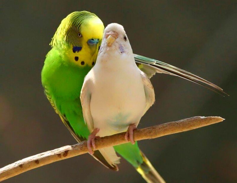two budgerigars on a branch