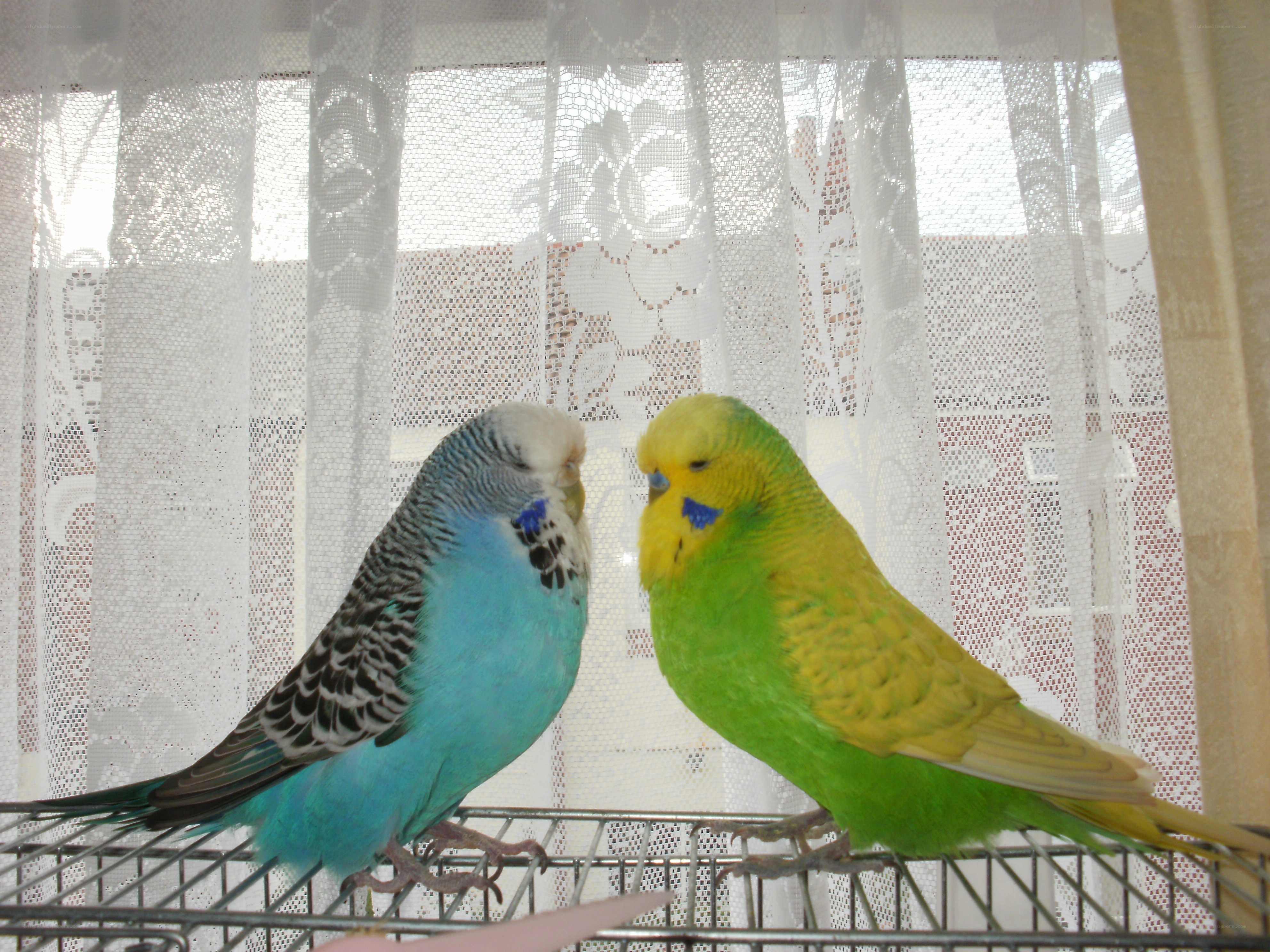 Two budgerigars on a cage