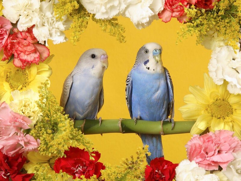 Two budgerigars on a flower frame
