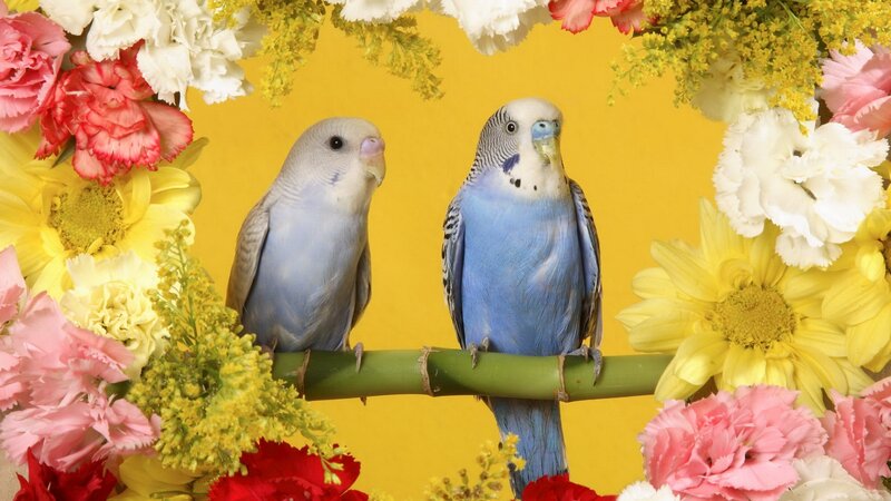 Two budgerigars on a flowered branch