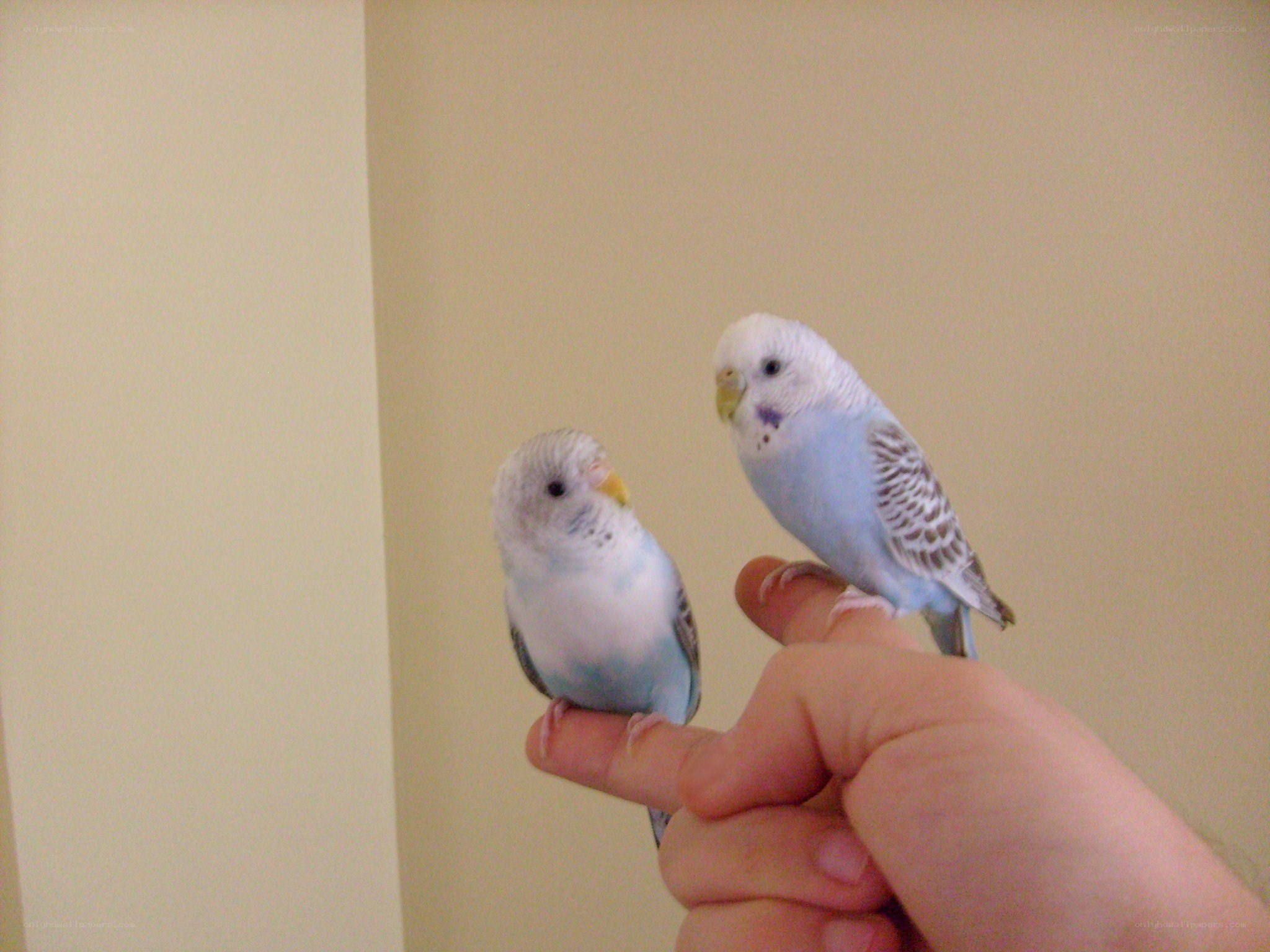 two budgerigars on a hand