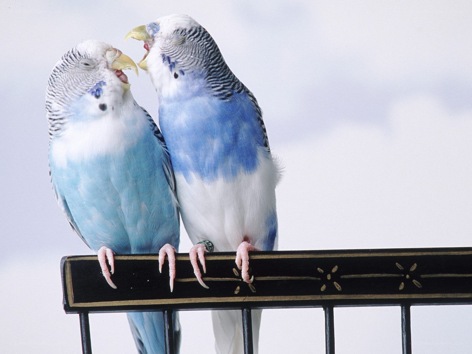 Two budgerigars on a perch