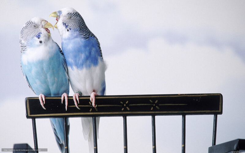 Two budgerigars on a perch