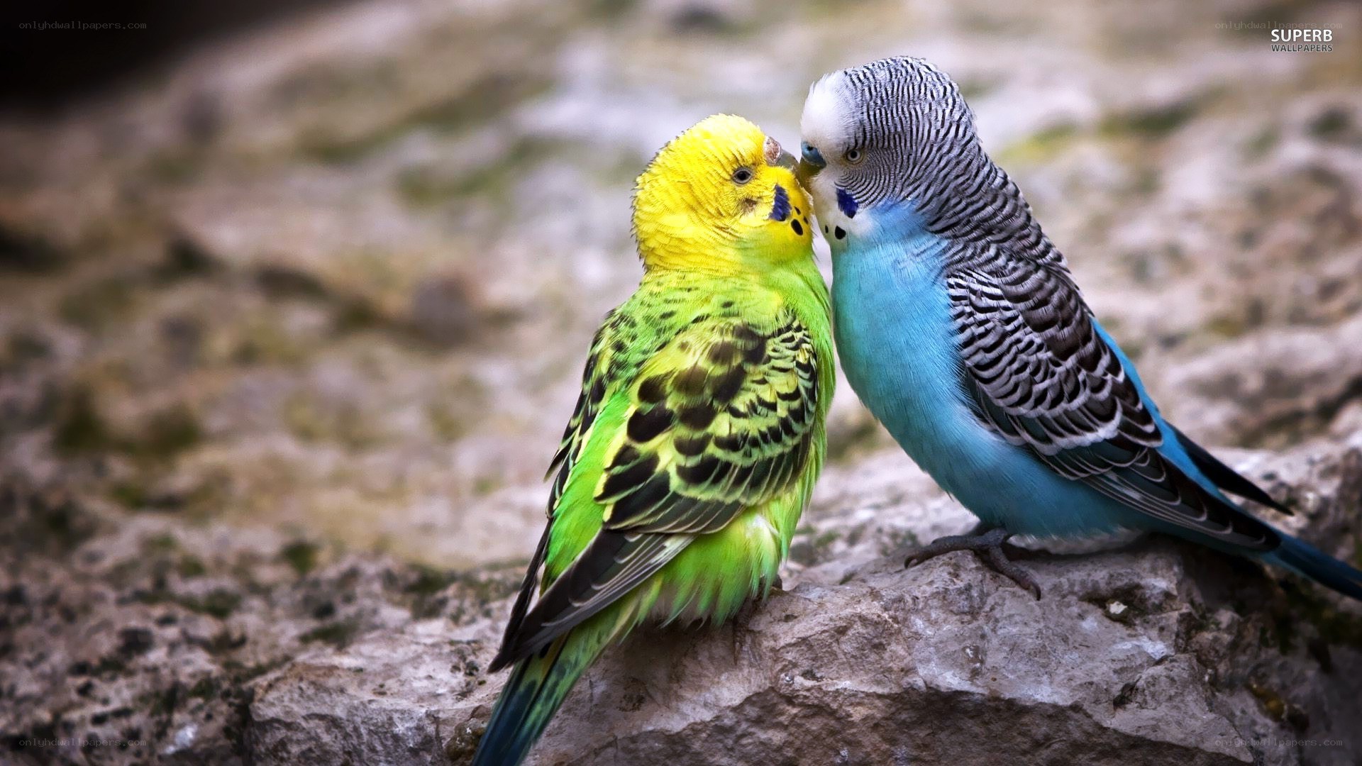 two budgerigars on a rock