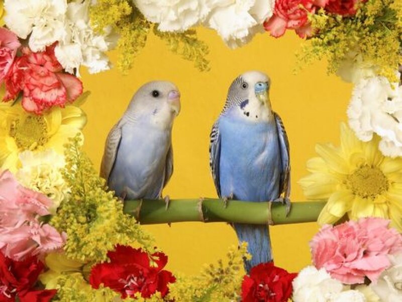 Two Budgerigars on Branch — Blue, Calm, Photograph, Flowers