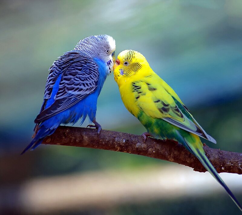 Two Budgerigars on Branch — Blue, Calm, Photograph, Green Background