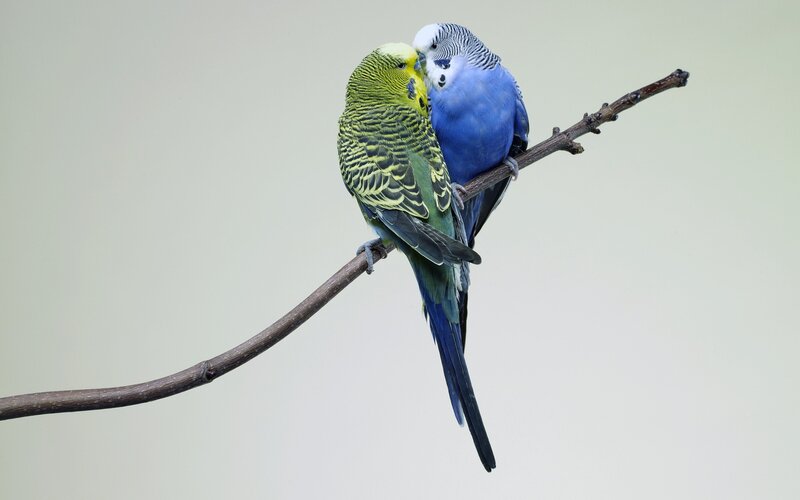 Two Budgerigars on Branch — Blue, Calm, Photograph, Green