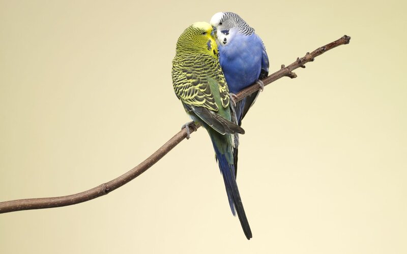 Two Budgerigars on Branch — Blue, Calm, Photograph